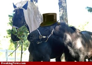 'Do You Take This Mare To Be Your Lawfully Wedded Wife?' 'Ney!'